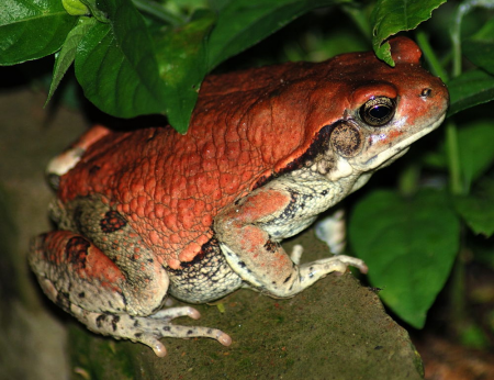 420 Shops