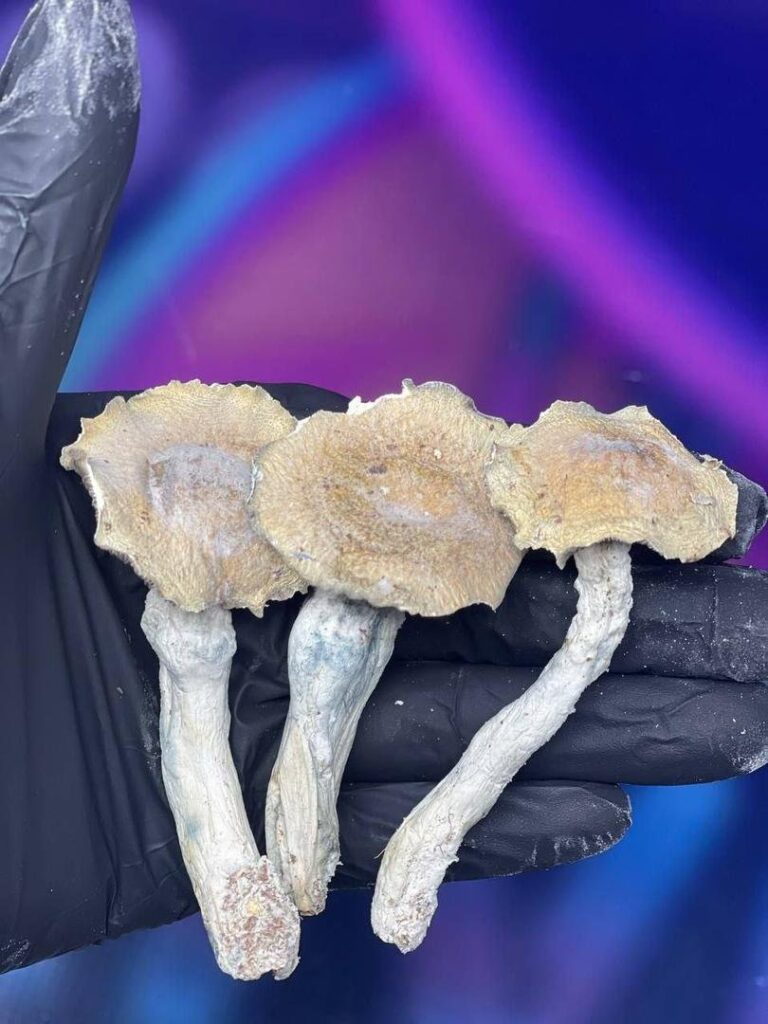 LSD bestellen